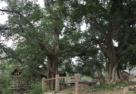 ��ʯ�ڲ���ɽկ���Ĺ�����ӳ��С�V��