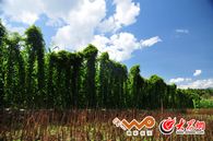 ���f����Ŵɽˎ�c�ٺϷNֲ