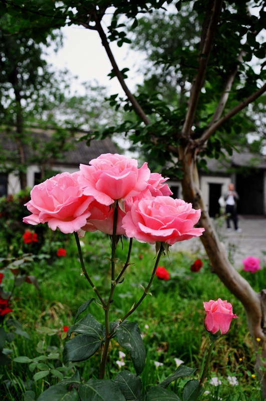 �r��ӳ�ų�