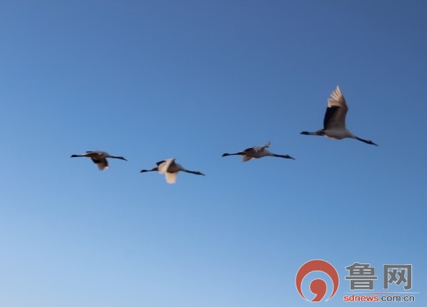 �c���鿴��һ�