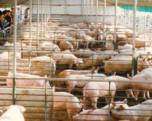 ���i�r������ÿ�i̝332Ԫ ���ҿ�˥ȫ������