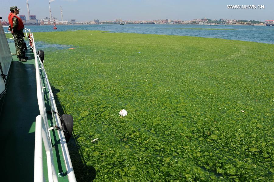 CHINA-SHANDONG-QINGDAO-GREEN ALGAE (CN)