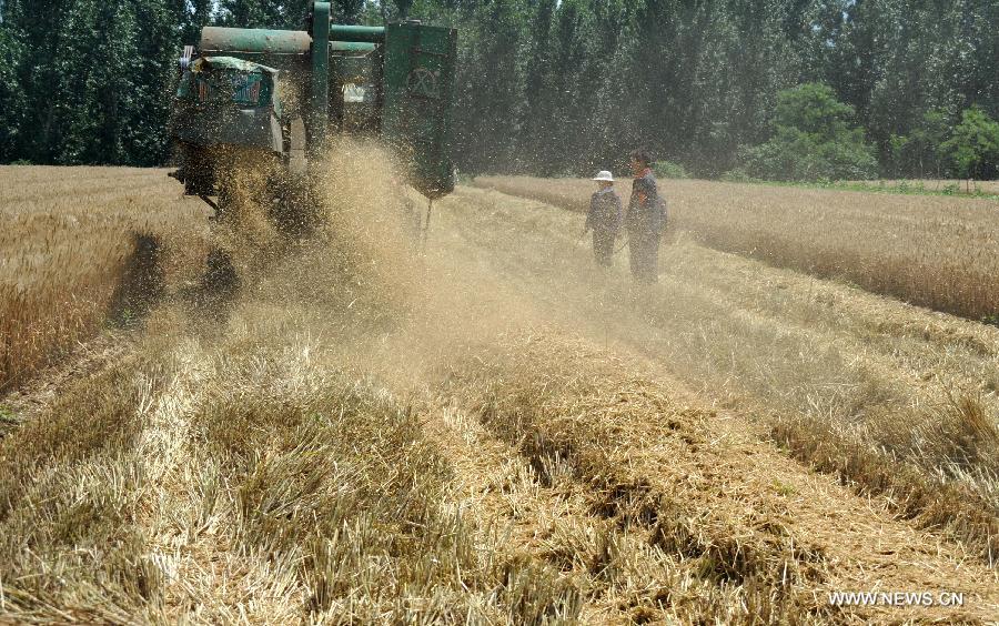 CHINA-JINAN-WHEAT-HARVEST (CN)