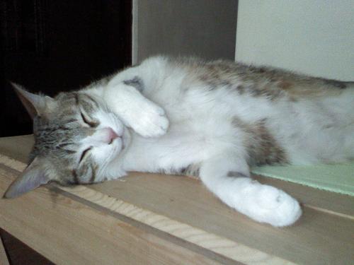 施奈德鏡頭LG金屬滑蓋機KG70拍照實測(6)