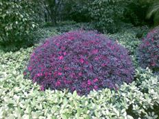 完美結(jié)合諾基亞商務(wù)滑蓋機(jī)E65評(píng)測(cè)(19)