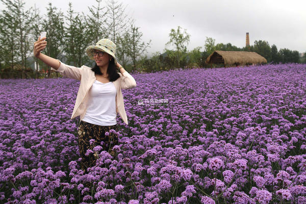 ��ǰ�����u���������B�^��@�R�޻��`�ţ��γ�һƬ��ɫ�������@�^�ȵĻ�ɽ�r�����^���ɹŰ�����܇¶�I��Ӌ��7����Ѯ�����_�š�
�R�޻�λ�ڈ@�^������ռ��130�������ڞ�ÿ��6�¡�9�¡��R�޻��Ƕ������ݱ�ֲ�ԭ�a�ښW�ޣ��߿��_120���ס�ȫ�ݿ�ˎ�ã�����ᡢ�ⶾ��ֹ�W����x�Ĺ�Ч��