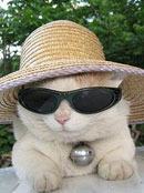 һ�l��؈�ɵ���Щ����