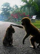 �^��(du��)����Ц��ͣ��Ȥ�D