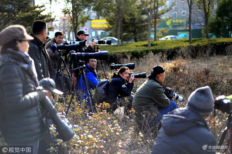 ���ڴ������ϰ��ľG������ʮ��λ����zӰ�ۺ��ߡ��������ژ䅲�У�������N�zӰ���ģ����R�^���ʔ�(sh��)��֮��һ̎��֦���ں��L(f��ng)���غ�(sh��)С�r���ȴ�һֻҰ�������B�ĵ�����