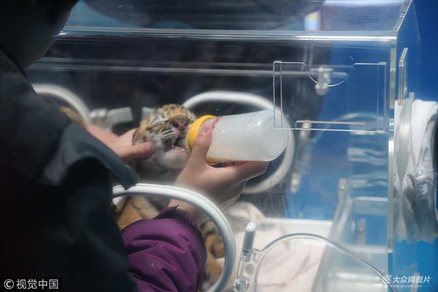 2018��2��20�գ�ɽ�|��(j��)��Ȫ�Ǻ���O�������У���ֻС�ϻ����ڱ������(n��i)�ڌ��I(y��)��B(y��ng)�T��ι�B(y��ng)��ƿ����������ע�⡣