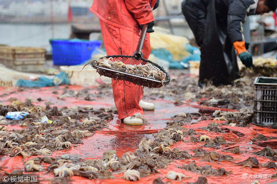 2��28�գ�ɽ�|ʡ���u�С�ÿ��Ĵ��죬�ǰˎ�����óԵĕr�򡣽��գ����u������ӭ���˴����İˎ��OѴ�����ٝO������2��3�죬���ܴ��3000��4000��İˎ������^���S�ա�