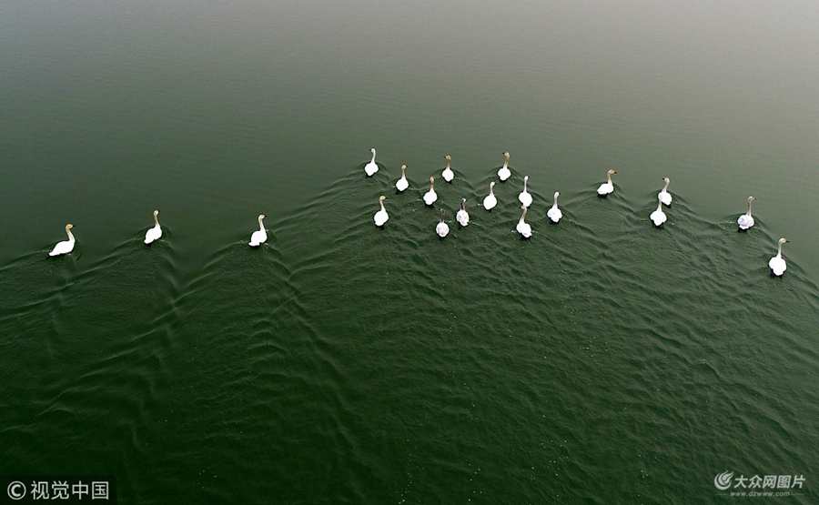 2018��3��10�գ�ɽ�|�ĳǣ�����ƽ�h��ţ�����Σ������Z�ٴι��R��ţ����20ֻ�����Z�ڌ�韱̾G��ˮ���ϣ�����΢΢���L(f��ng)�ґ���߮��������������ǰ���^���@һ��Ȼ���^��