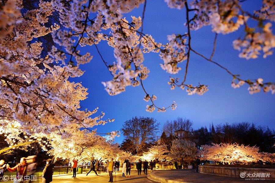 2018��4��12������ǰ��ɽ�|���u��ɽ���@��ǧ����ѻ�ʢ������ĺɫ�гʬF����ԽҹԽ�ȡ���ɫ�������������ο������g�����p����