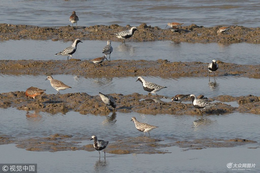 2018��5��8�գ������u�غ���Ϳ�ϣ����������ڳ��L(zh��ng)�_�����h(hu��n)�i�a��ˮ�B�_ʼ�M(j��n)�뷱ֳ������Ȥ�����������B��������ˮ�й�����ɳ���ϣ������S��֦��ؐ��䁾ͣ��c�����ڞ�һ�w���ڭh(hu��n)�����y�Ա��씳�l(f��)�F(xi��n)��