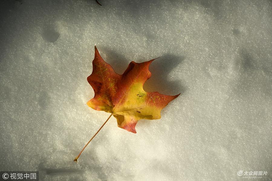 ��(d��ng)?sh��)ؕr�g2018��10��15�գ��������_�����ݣ���(d��ng)?sh��)�ӭ��һ���＾���L(f��ng)ѩ�󣬘�ľ���~������՚��Ѹ��׃�t��