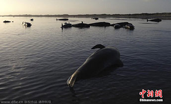 �����m����198�^�L�~(y��)�R�\ ����50�^����