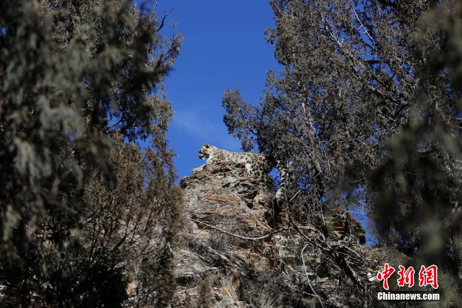 2��19�գ�ӛ�ߏ��ຣʡ�S���ݺ��Ͽh�h���֘I�֫@Ϥ��ѩ����ۙ�ĔzС�M�����ˆT���^�ɂ��µ�Ŭ������2013��12��20�պ�22�գ�������Դ���ء���ľ���ֈ���ľ�ع��oվ�ňA���օ^����ʲ�����ض��ĵ�ѩ����ۙ��