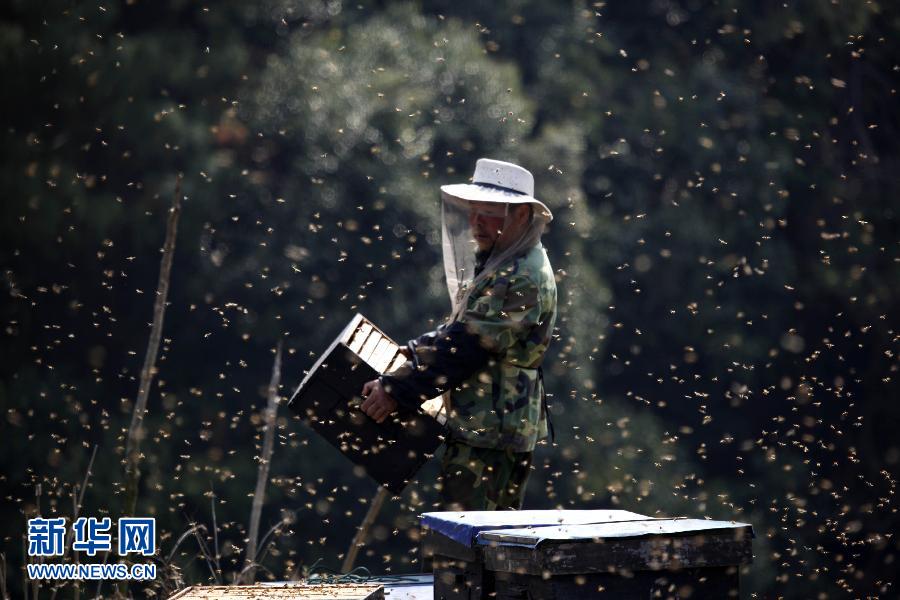 ��14�գ��ڽ���ʡ�����h���̹�·����һ�����r�ڰ��Ʒ��䡣��ǰ��ֵ����ʡ�����h�Ͳ˻�����eʢ�_�ڣ����ط��r���𻨷ŷ䣬���c�乲�衱�ɞ鴺��һ����