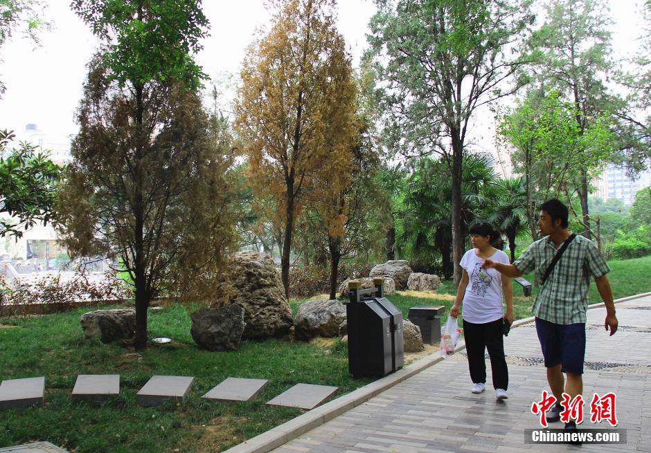 �M�ܹ����ˆTÿ��o�ذ���ľ�Ͳ��ˮ���o����ֲ������ꎾW�������ڸɺ����أ����в���ֲ�����F�����F�󡣳��m�ɺ����������o�Ǻӹ��@���֘�ľ�ɿݡ����Ʒ��z����