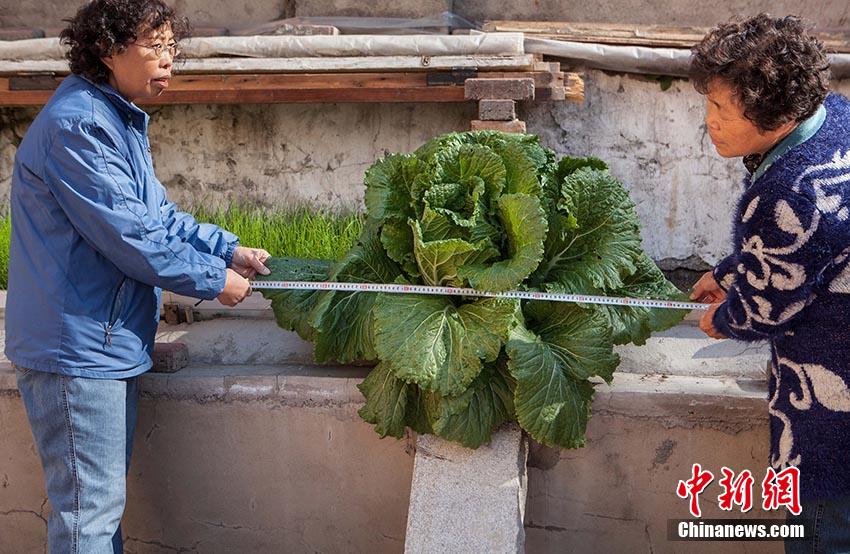 8����Ѯ����С�^(q��)�����ڲ˳���N��һЩ�ײˣ�һ���º���һ�w�ײˏĲ˳ص�ˮ��p��D�˳���������@�w�ײ�Խ�LԽ���~��ֱ���ѽ�(j��ng)���^��һ�ס�  (3).jpg