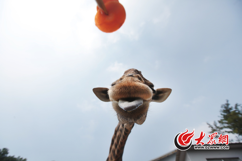 �@ֻ�С��L�ࡱ���L�i¹���ѽ�8�q�ˡ�������ֻС�����µ��ѽ����ȥ�������@�^��Ψ���������M���\ݔ�\�䣬�ɞ����R�X����@�ġ���ӑ������F�ڣ����B��B�T�������]�k���ˣ�ֻ�ܺ�����