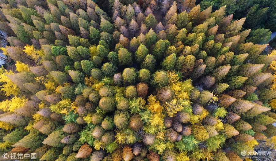 2017��11��14�գ����ĝ���Ȫ�ǹ��@���^(q��)����һ�ӵ�ҕ�Ǹ��ȫ��������_����ֲ����ͬͯԒ���������һ�㡣