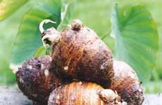 ��ˇ�\ȱŮ�������r�������^�t��̺(�M�D)